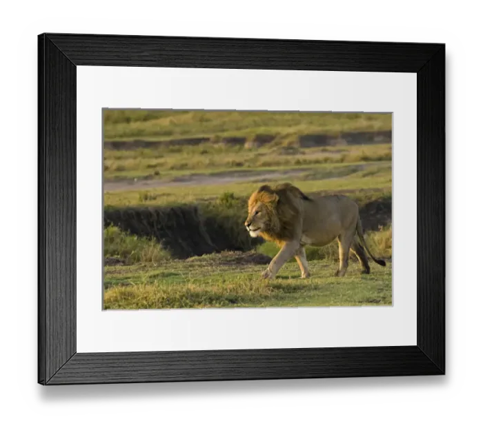 Framed Print : Africa; Tanzania; Ngorongoro Conservation Area. A male lion (Panthera leo) Framed Print : Africa; Tanzania; Ngorongoro Conservation Area. A male lion (Panthera leo)