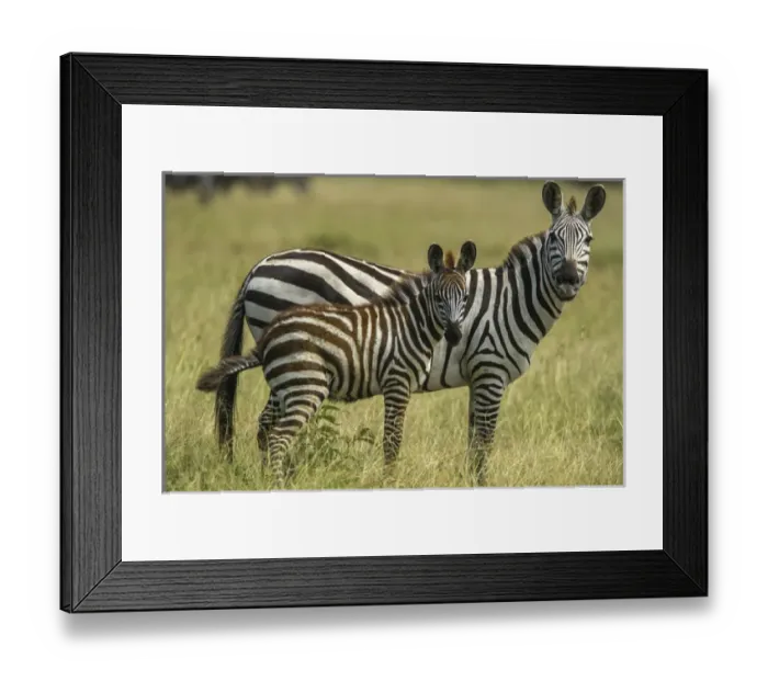 Framed Print : Africa, Tanzania, zebra Framed Print : Africa, Tanzania, zebra