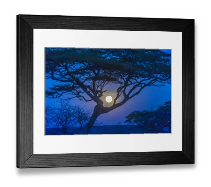 Framed Print : Africa, Tanzania, acacia tree and moon Framed Print : Africa, Tanzania, acacia tree and moon