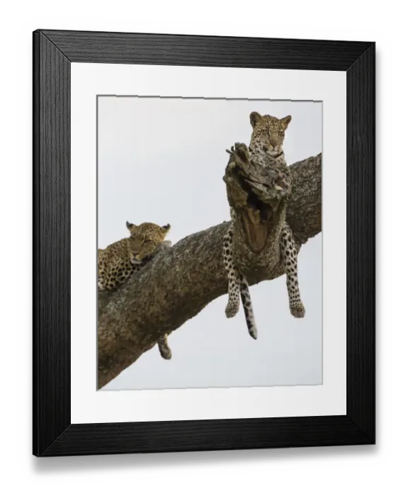 Framed Print : Africa. Tanzania. African leopard (Panthera pardus) mother and cub in a tree in Framed Print : Africa. Tanzania. African leopard (Panthera pardus) mother and cub in a tree in