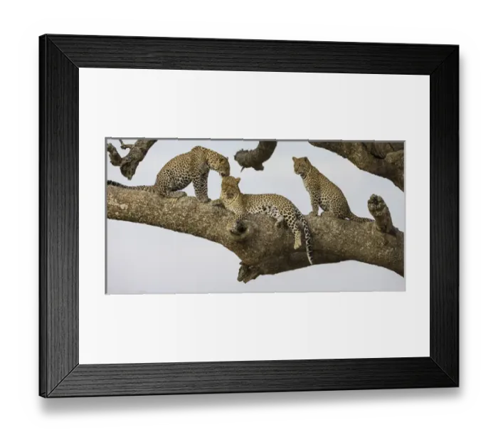 Framed Print : Africa. Tanzania. African leopard (Panthera pardus) mother and cubs in a tree in