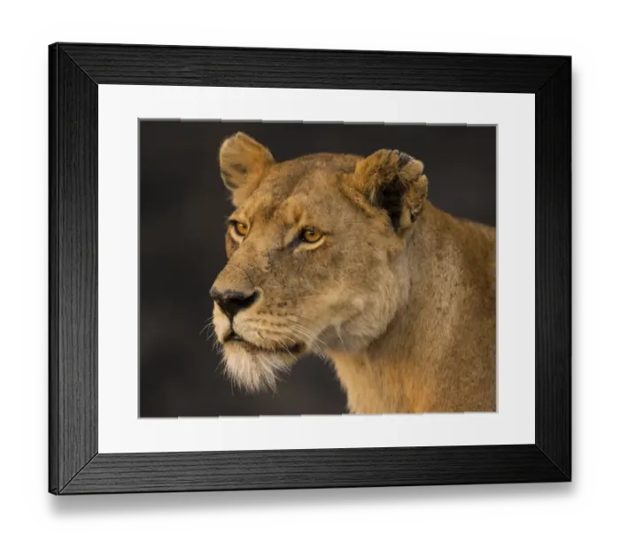 Framed Print : Africa. Tanzania. African lioness (Panthera leo) in Serengeti NP