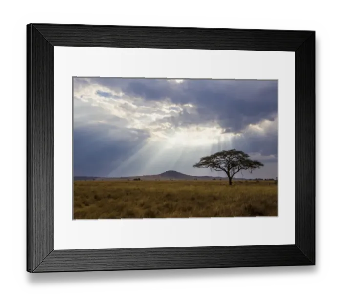 Framed Print : Africa. Tanzania. Views of the savanna in Serengeti NP Framed Print : Africa. Tanzania. Views of the savanna in Serengeti NP