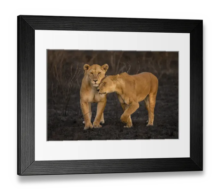 Framed Print : Africa. Tanzania. African lions (Panthera leo) patrol a recently burned wildfire Framed Print : Africa. Tanzania. African lions (Panthera leo) patrol a recently burned wildfire