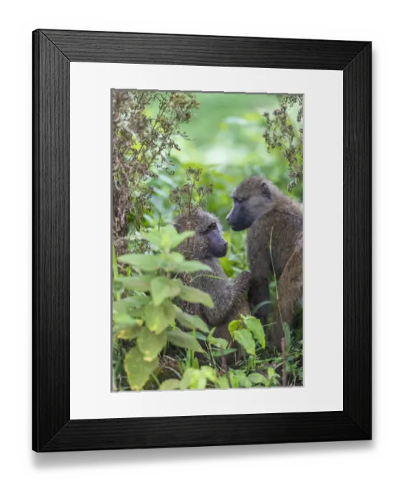 Framed Print : Tanzania, baboons