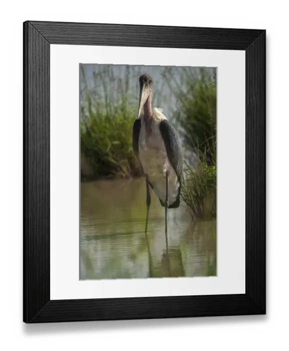 Framed Print : Africa, Tanzania, marabou