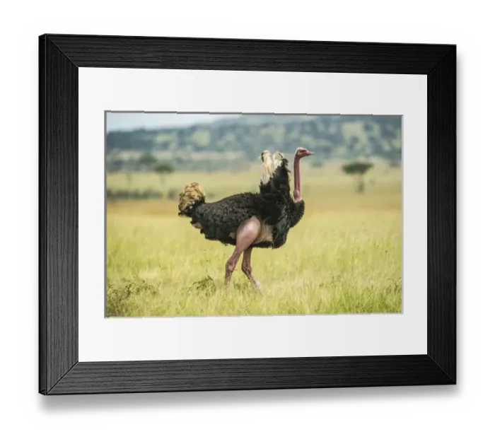 Framed Print : Africa, Tanzania, male ostrich Framed Print : Africa, Tanzania, male ostrich