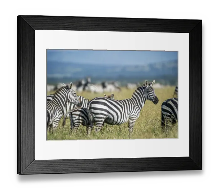 Framed Print : Africa, Tanzania, zebras