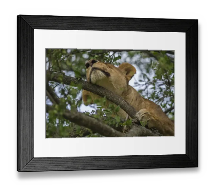 Framed Print : Africa, Tanzania, Lion in tree