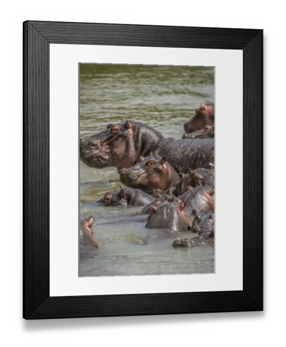 Framed Print : Africa, Hippopotamus Framed Print : Africa, Hippopotamus