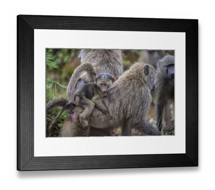 Framed Print : Africa, Tanzania, baboons Framed Print : Africa, Tanzania, baboons