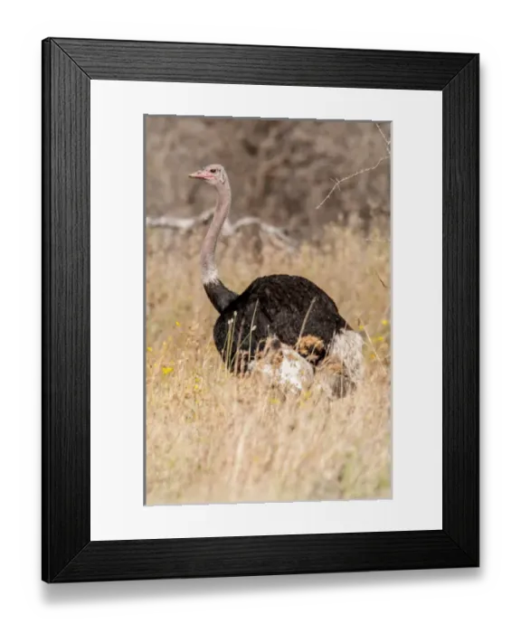 Framed Print : Africa, Tanzania, male ostrich