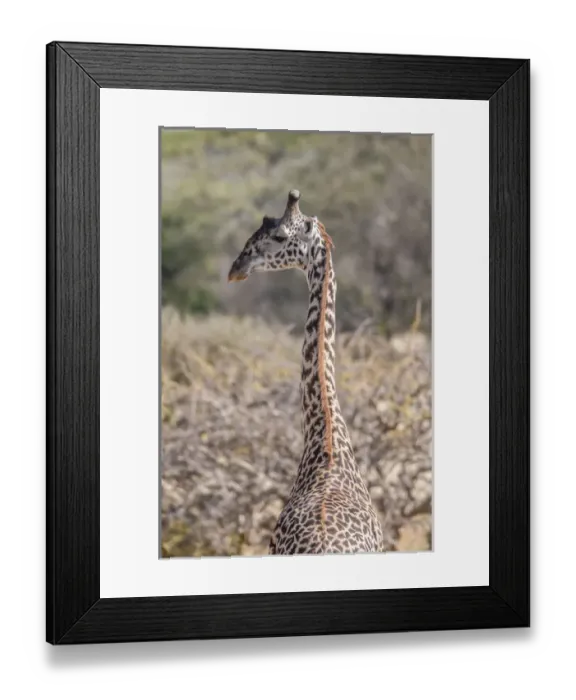Framed Print : Africa, Giraffe