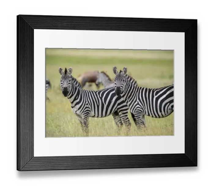 Framed Print : Africa, Tanzania, zebra