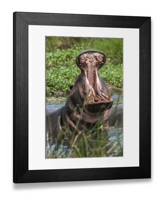 Framed Print : Africa, Hippo