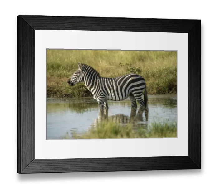 Framed Print : Africa, Tanzania, zebra Framed Print : Africa, Tanzania, zebra