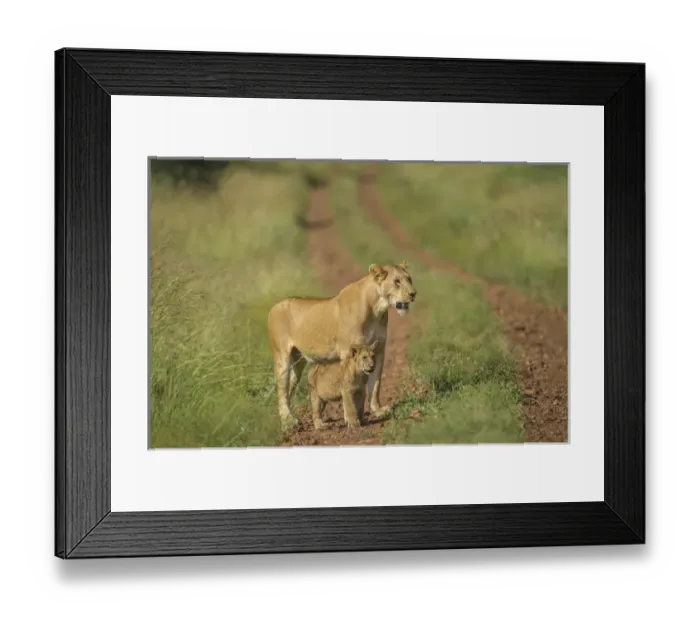 Framed Print : Africa, Lioness and cub