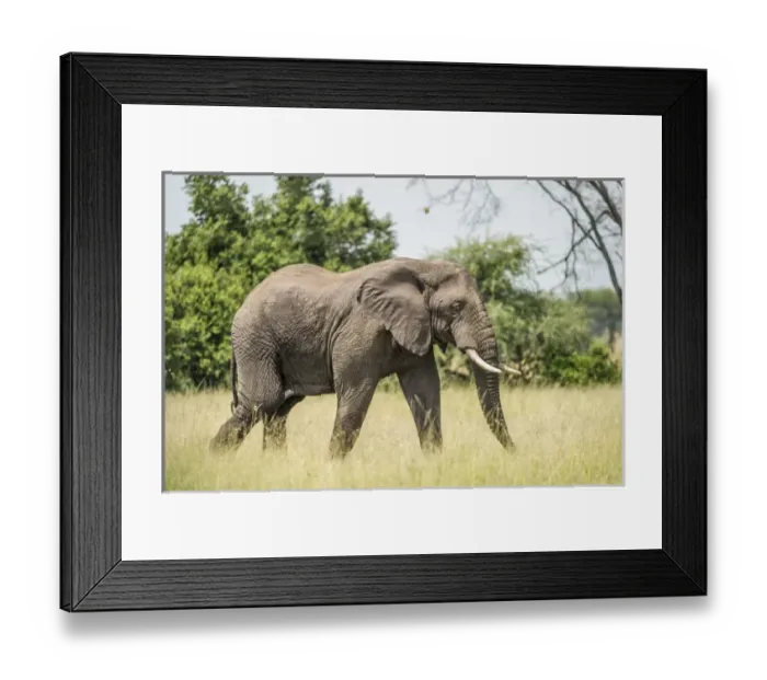 Framed Print : Africa, Elephant Framed Print : Africa, Elephant