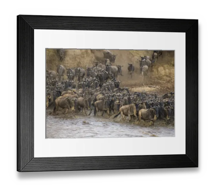 Framed Print : Africa. Tanzania. Wildebeest herd crossing the Mara river during the annual Great