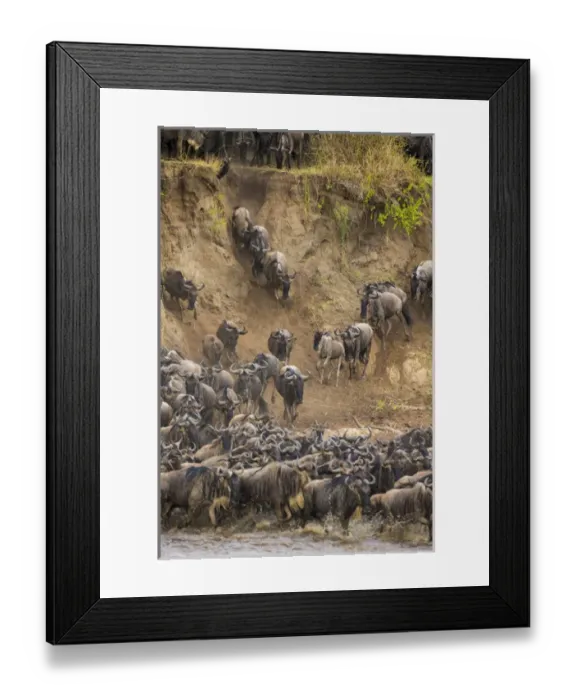 Framed Print : Africa. Tanzania. Wildebeest herd crossing the Mara river during the annual Great