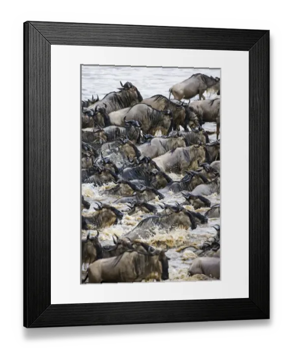 Framed Print : Africa. Tanzania. Wildebeest herd crossing the Mara river during the annual Great Framed Print : Africa. Tanzania. Wildebeest herd crossing the Mara river during the annual Great