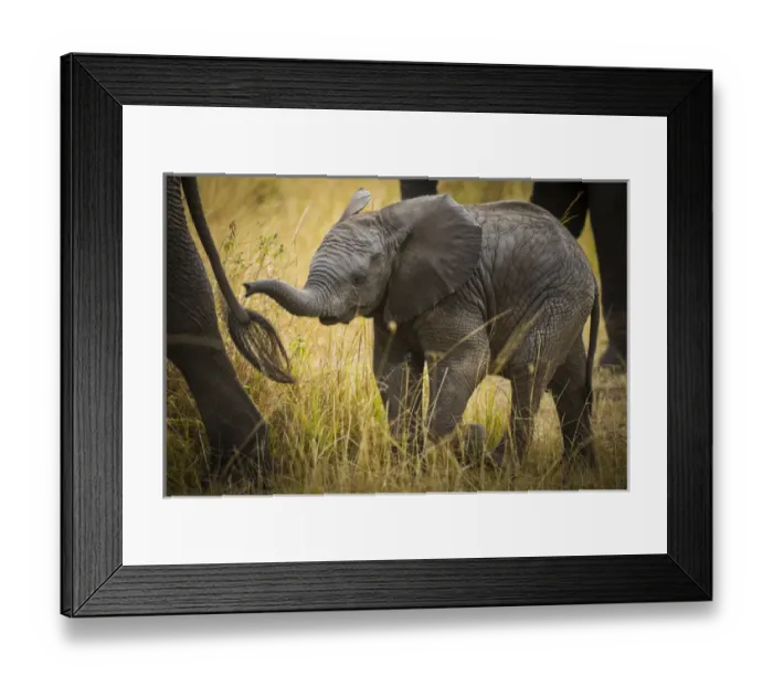 Framed Print : Africa. Tanzania. African elephant (Loxodonta africana) at Serengeti NP Framed Print : Africa. Tanzania. African elephant (Loxodonta africana) at Serengeti NP