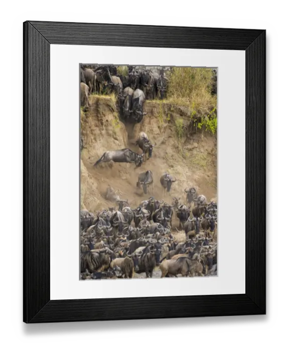 Framed Print : Africa. Tanzania. Wildebeest herd crossing the Mara river during the annual Great Framed Print : Africa. Tanzania. Wildebeest herd crossing the Mara river during the annual Great