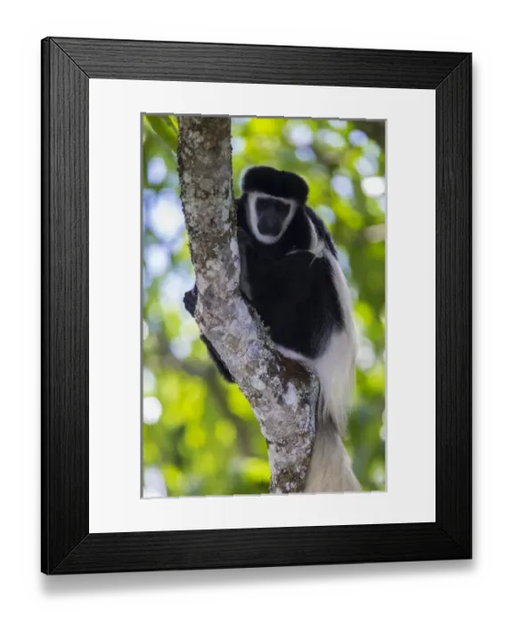 Framed Print : Africa. Tanzania. Black and White Colobus, also known as mantled guereza (Colobus Framed Print : Africa. Tanzania. Black and White Colobus, also known as mantled guereza (Colobus