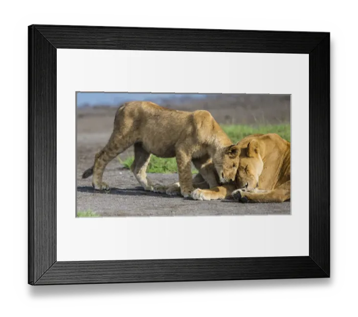 Framed Print : Africa. Tanzania. African lions (Panthera leo) at Ndutu in Serengeti NP Framed Print : Africa. Tanzania. African lions (Panthera leo) at Ndutu in Serengeti NP