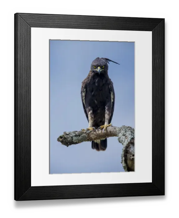 Framed Print : Africa. Tanzania. Long-crested eagle (Lophaetus occipitalis) in Serengeti NP