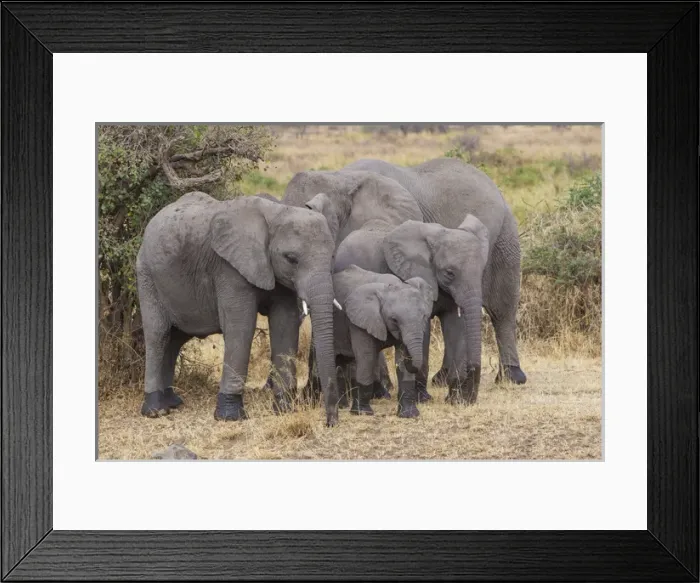 Framed Print : Africa. Tanzania. African elephants (Loxodonta africana) at Serengeti NP Framed Print : Africa. Tanzania. African elephants (Loxodonta africana) at Serengeti NP