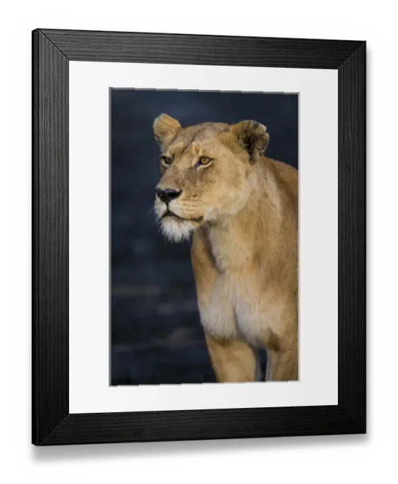Framed Print : Africa. Tanzania. African lioness (Panthera leo) in Serengeti NP