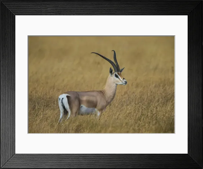 Framed Print : Africa. Tanzania. Grants gazelle (Nanger granti) in Serengeti NP