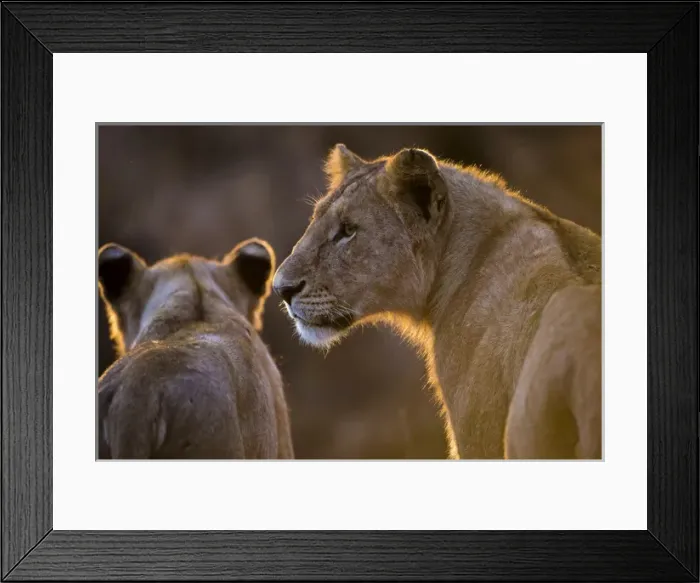 Framed Print : Africa. Tanzania. African lioness and cub (Panthera leo) in Serengeti NP Framed Print : Africa. Tanzania. African lioness and cub (Panthera leo) in Serengeti NP