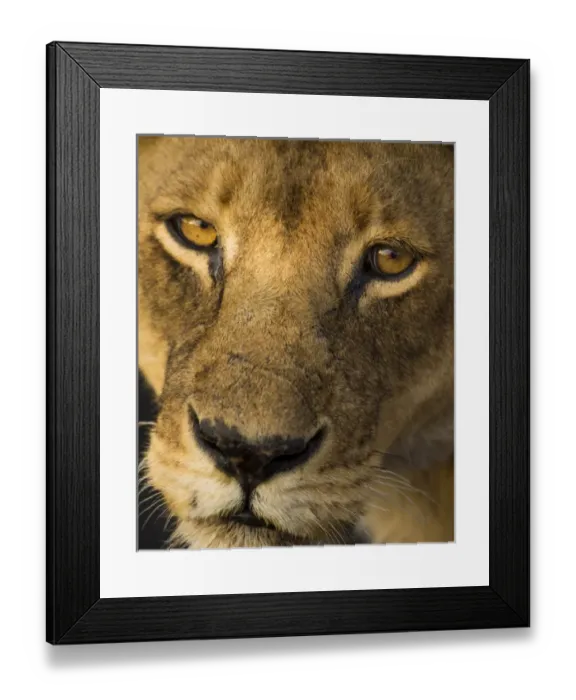 Framed Print : Africa. Tanzania. African lioness (Panthera leo) in Serengeti NP Framed Print : Africa. Tanzania. African lioness (Panthera leo) in Serengeti NP