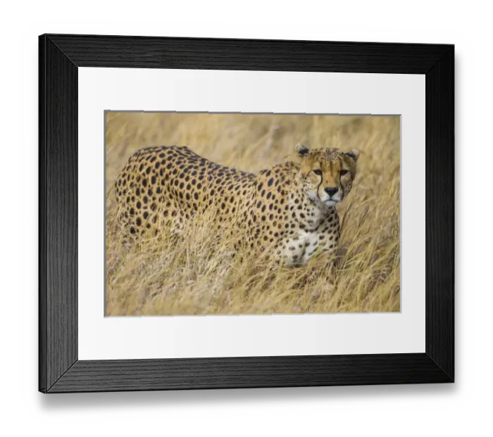 Framed Print : Africa. Tanzania. Cheetah (Acinonyx jubatus) hunting on the plains of the Serengeti Framed Print : Africa. Tanzania. Cheetah (Acinonyx jubatus) hunting on the plains of the Serengeti