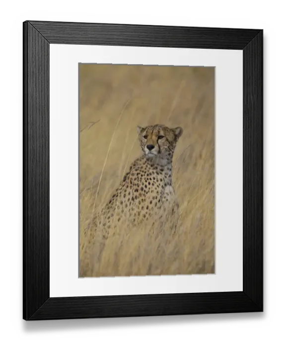 Framed Print : Africa. Tanzania. Cheetah (Acinonyx jubatus) hunting on the plains of the Serengeti Framed Print : Africa. Tanzania. Cheetah (Acinonyx jubatus) hunting on the plains of the Serengeti