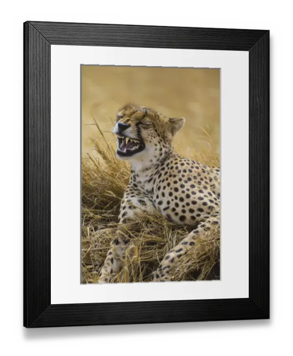 Framed Print : Africa. Tanzania. Cheetah (Acinonyx jubatus) yawning after a hunt on the plains