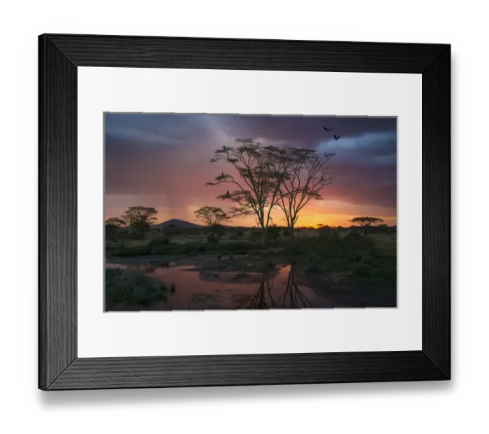 Framed Print : Africa. Tanzania. Sunset lights up a flock of Marabou storks in a marsh in Serengeti NP