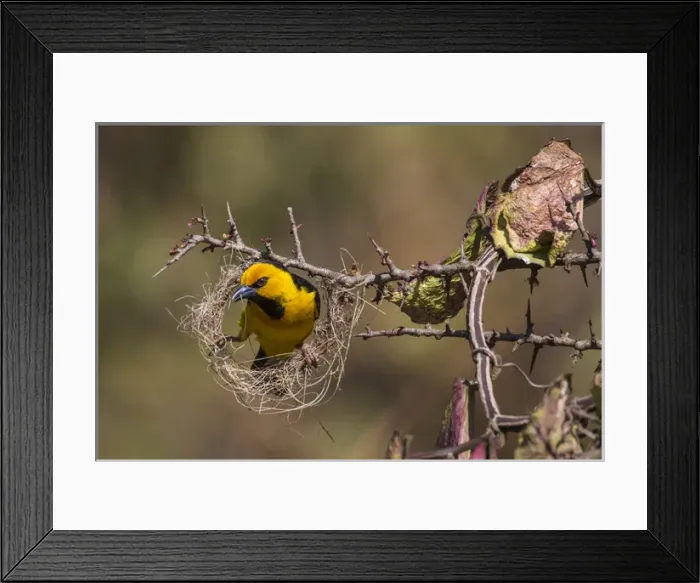Framed Print : Africa. Tanzania. Male black-necked weaver (Ploceus nigricollis melanoxanthus) nest-building