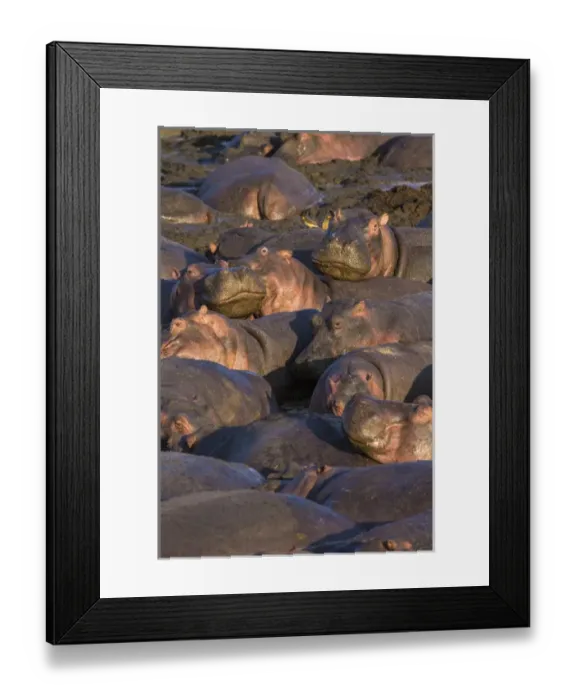 Framed Print : Africa. Tanzania. Hippopotamus (Hippopotamus amphibius) in Serengeti NP Framed Print : Africa. Tanzania. Hippopotamus (Hippopotamus amphibius) in Serengeti NP