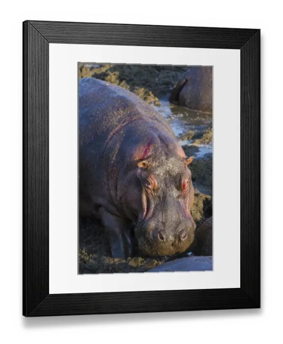Framed Print : Africa. Tanzania. Hippopotamus (Hippopotamus amphibius) in Serengeti NP Framed Print : Africa. Tanzania. Hippopotamus (Hippopotamus amphibius) in Serengeti NP