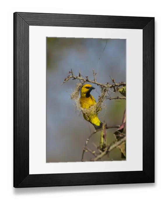 Framed Print : Africa. Tanzania. Male black-necked weaver (Ploceus nigricollis melanoxanthus) nest-building Framed Print : Africa. Tanzania. Male black-necked weaver (Ploceus nigricollis melanoxanthus) nest-building