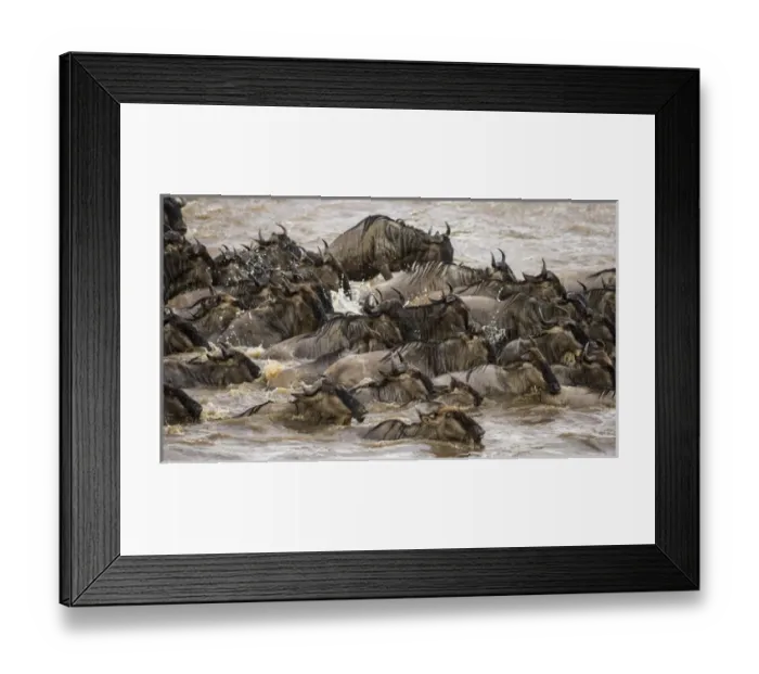 Framed Print : Africa. Tanzania. Wildebeest herd crossing the Mara river during the annual Great Framed Print : Africa. Tanzania. Wildebeest herd crossing the Mara river during the annual Great