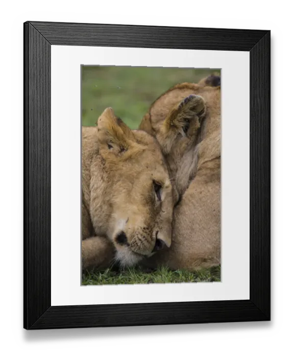 Framed Print : Africa. Tanzania. African lions (Panthera leo) at Ndutu in Serengeti NP Framed Print : Africa. Tanzania. African lions (Panthera leo) at Ndutu in Serengeti NP