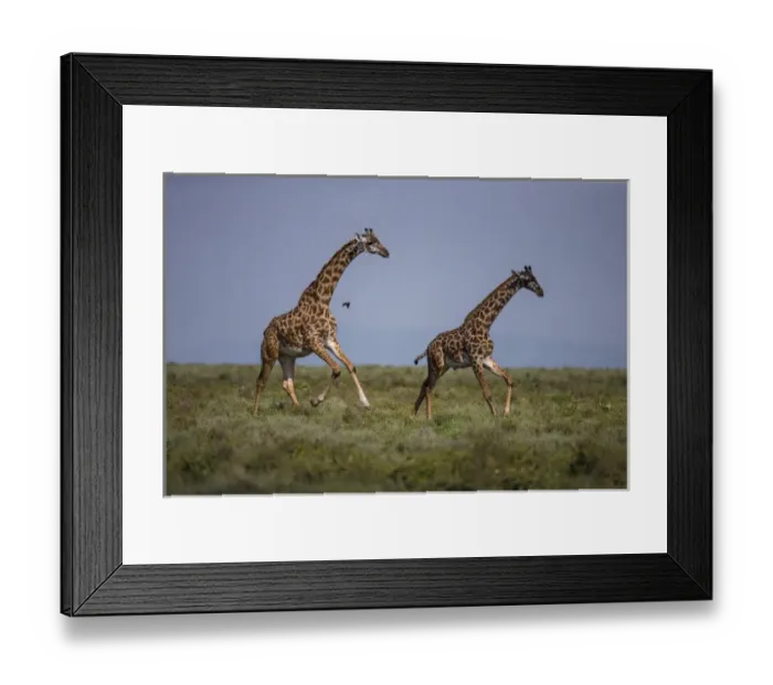 Framed Print : Africa. Tanzania. Masai giraffes (Giraffa tippelskirchi) at Ndutu in Serengeti NP Framed Print : Africa. Tanzania. Masai giraffes (Giraffa tippelskirchi) at Ndutu in Serengeti NP