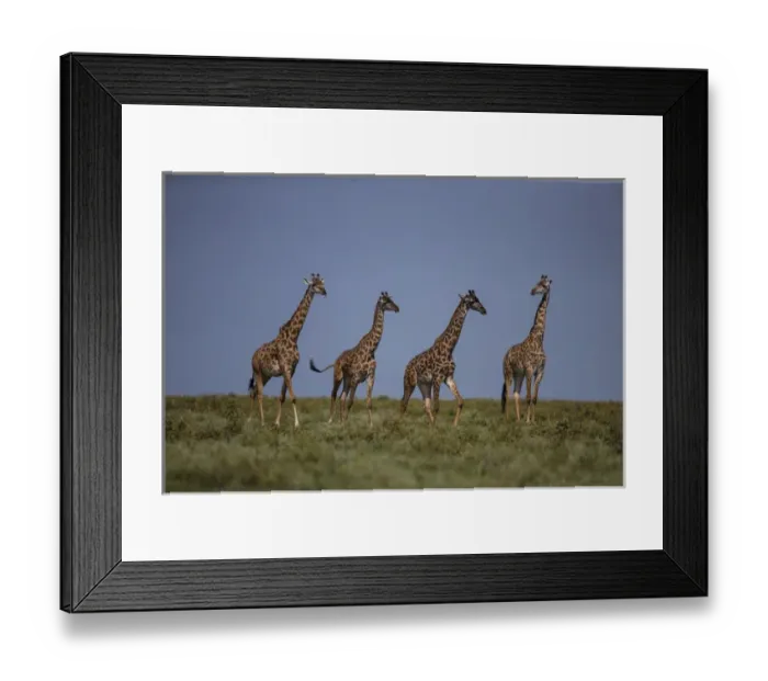Framed Print : Africa. Tanzania. Masai giraffes (Giraffa tippelskirchi) at Ndutu in Serengeti NP Framed Print : Africa. Tanzania. Masai giraffes (Giraffa tippelskirchi) at Ndutu in Serengeti NP