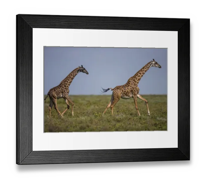 Framed Print : Africa. Tanzania. Masai giraffes (Giraffa tippelskirchi) at Ndutu in Serengeti NP Framed Print : Africa. Tanzania. Masai giraffes (Giraffa tippelskirchi) at Ndutu in Serengeti NP