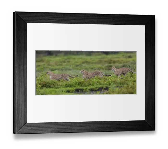 Framed Print : Africa. Tanzania. Cheetahs (Acinonyx jubatus) hunting on the plains of the Serengeti Framed Print : Africa. Tanzania. Cheetahs (Acinonyx jubatus) hunting on the plains of the Serengeti