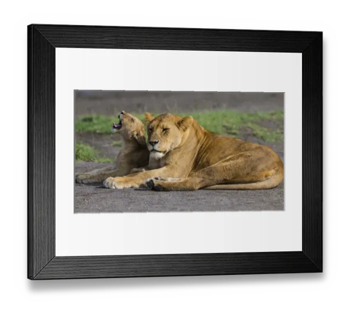 Framed Print : Africa. Tanzania. African lions (Panthera leo) at Ndutu in Serengeti NP